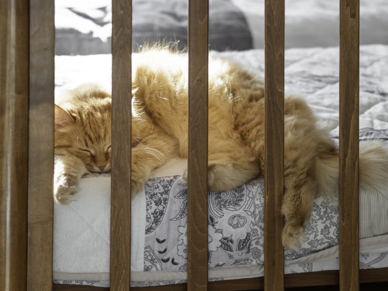 Cat in Crib