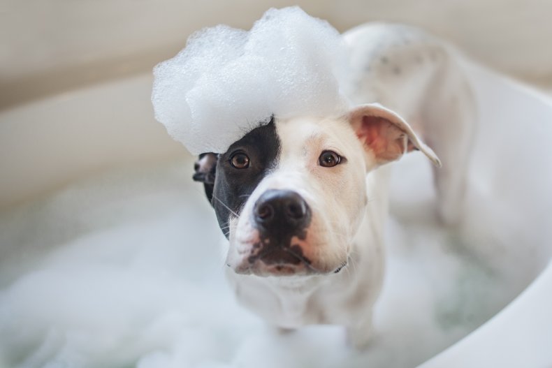 dog refusing bathtime melts hearts