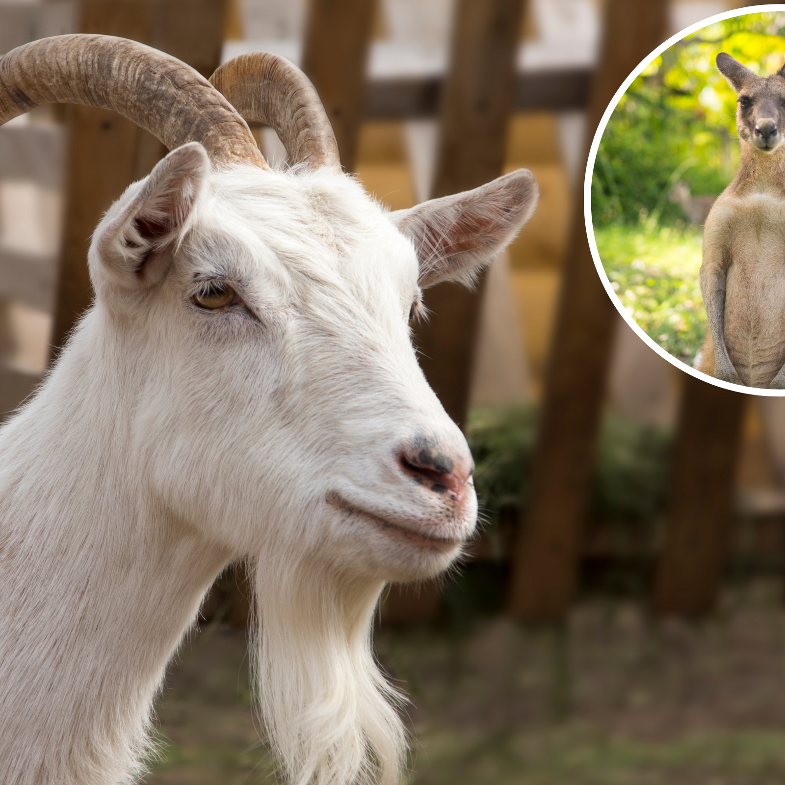 Woman Proves That Her Goat Is 'Broken' as She Films It Copying a Kangaroo Woman Proves That Her Goat Is 'Broken' as She Films It Copying a Kangaroo