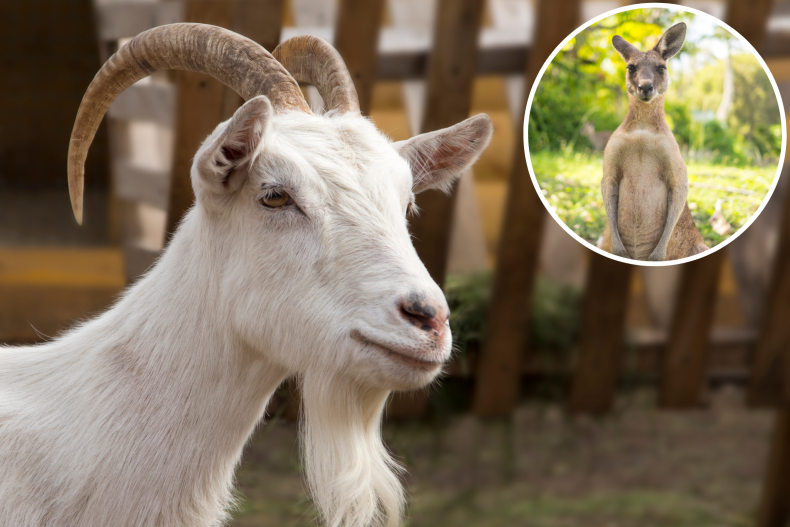 goat imitating kangaroo melts hearts
