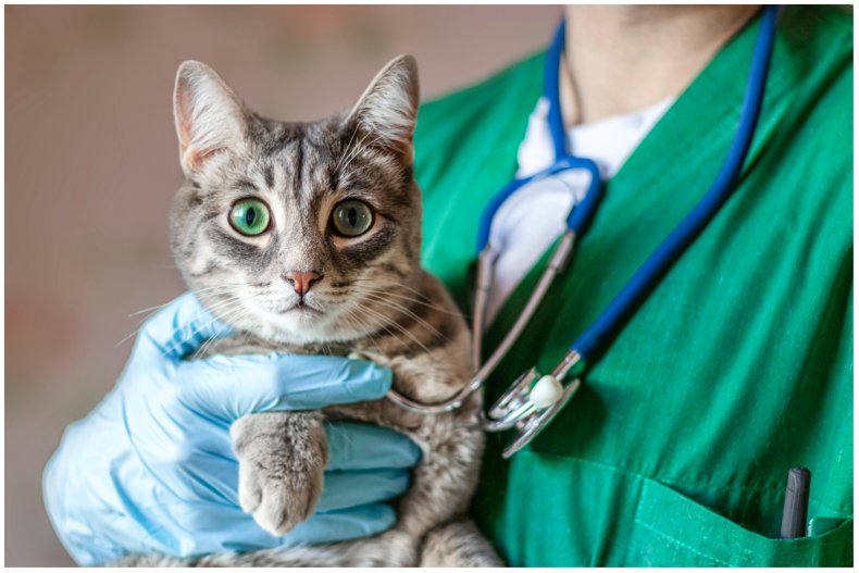 Cat being held by a vet