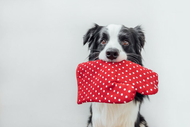 Border Collie with oven glove in mouth