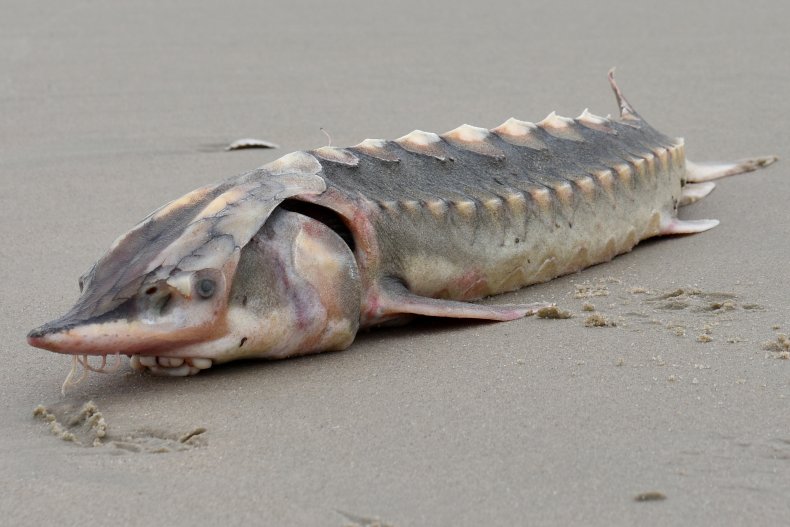 A washed up Atlantic sturgeon