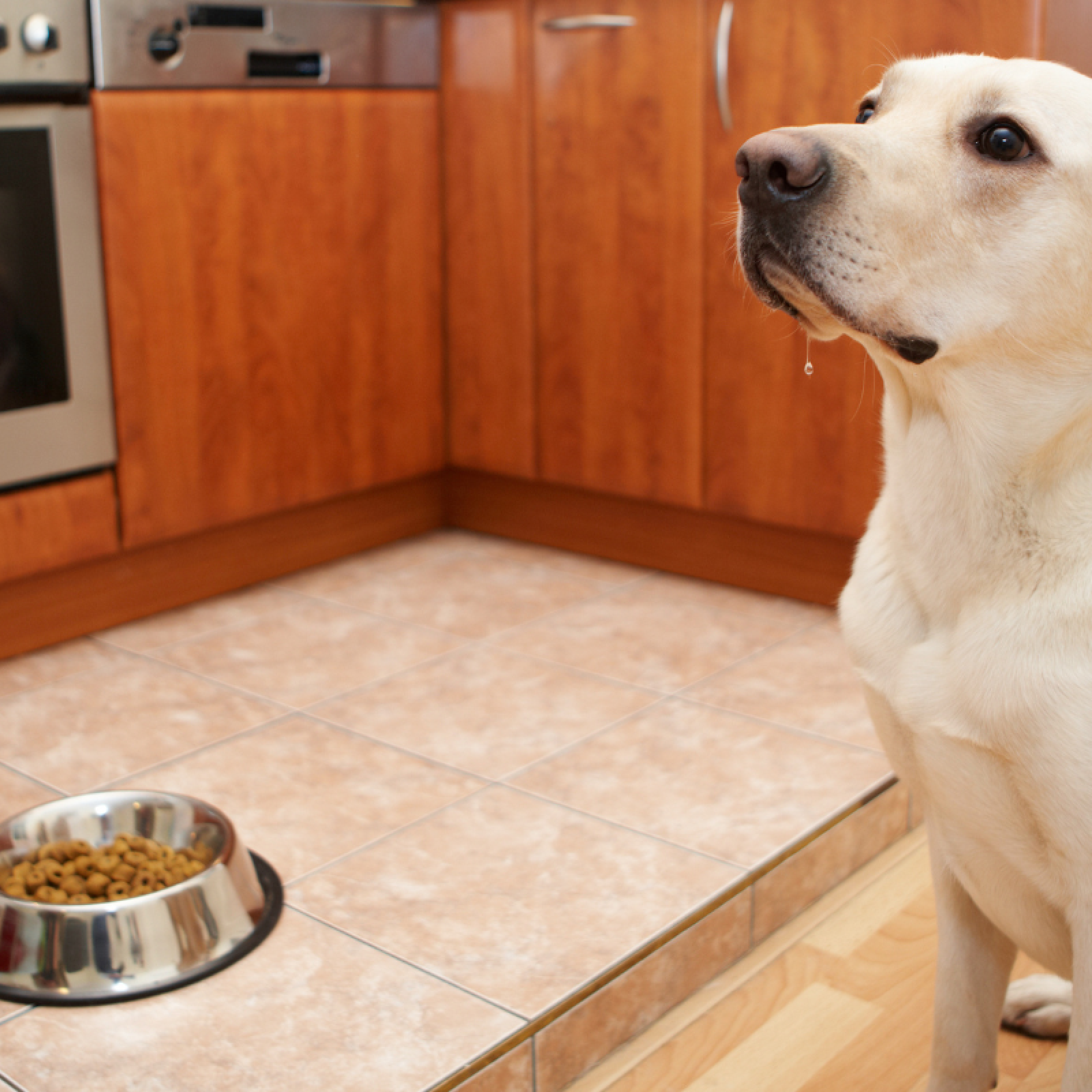 Корм для собак лабрадор. Собака на кухне. Корм для лабрадора. Лабрадор на кухне.