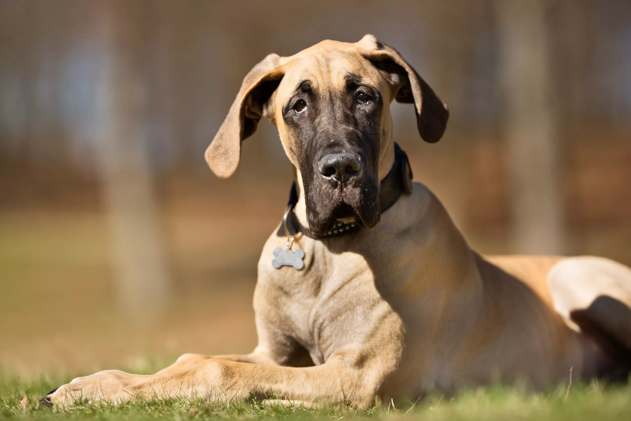 Cancer in Dogs: What Are Signs, Most Common Ones and Worst Affected Breeds? - Vimarsana News