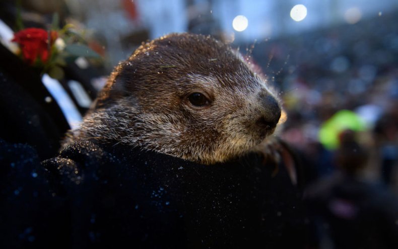 Punxsutawney Phil