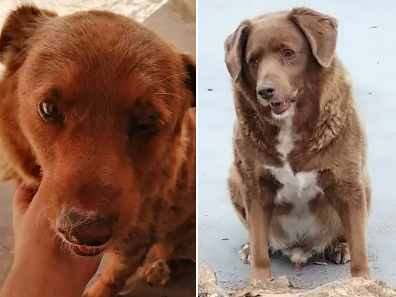 Meet The Oldest Living Dog In The World At Nearly 31 Years Old   Oldest Dog World 