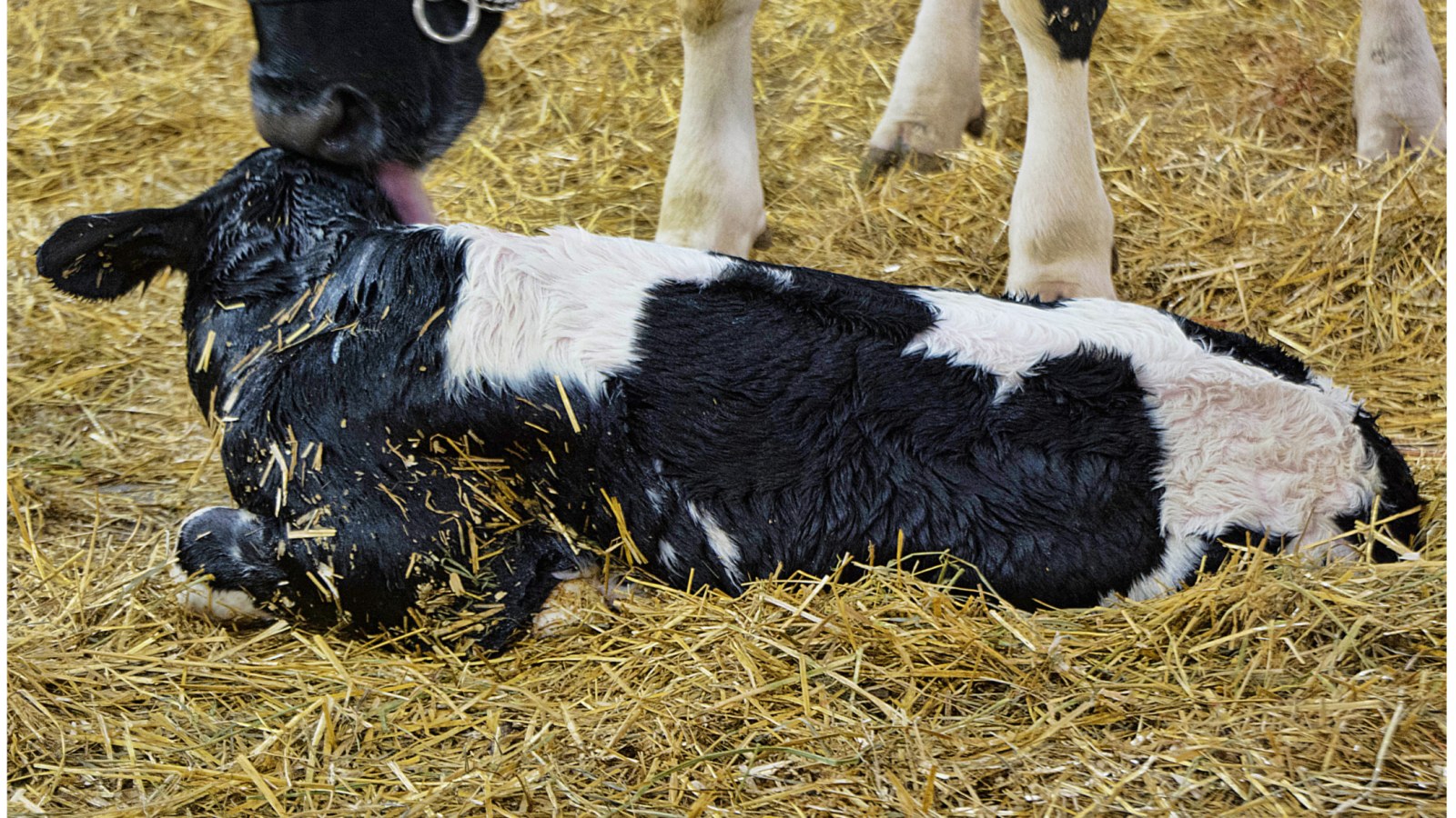 Rare Two-Headed Calf Born at Farm Stuns Internet