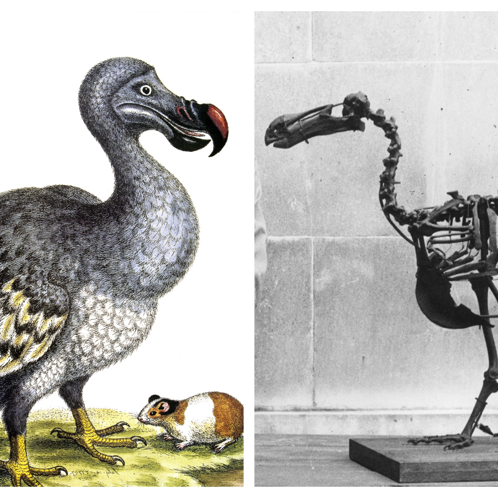 Could the dodo be revived? US-based firm Colossal Biosciences