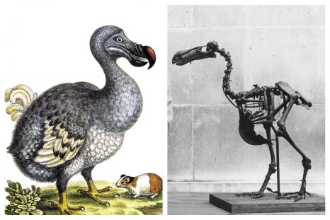 Extinct animals news & latest pictures from 