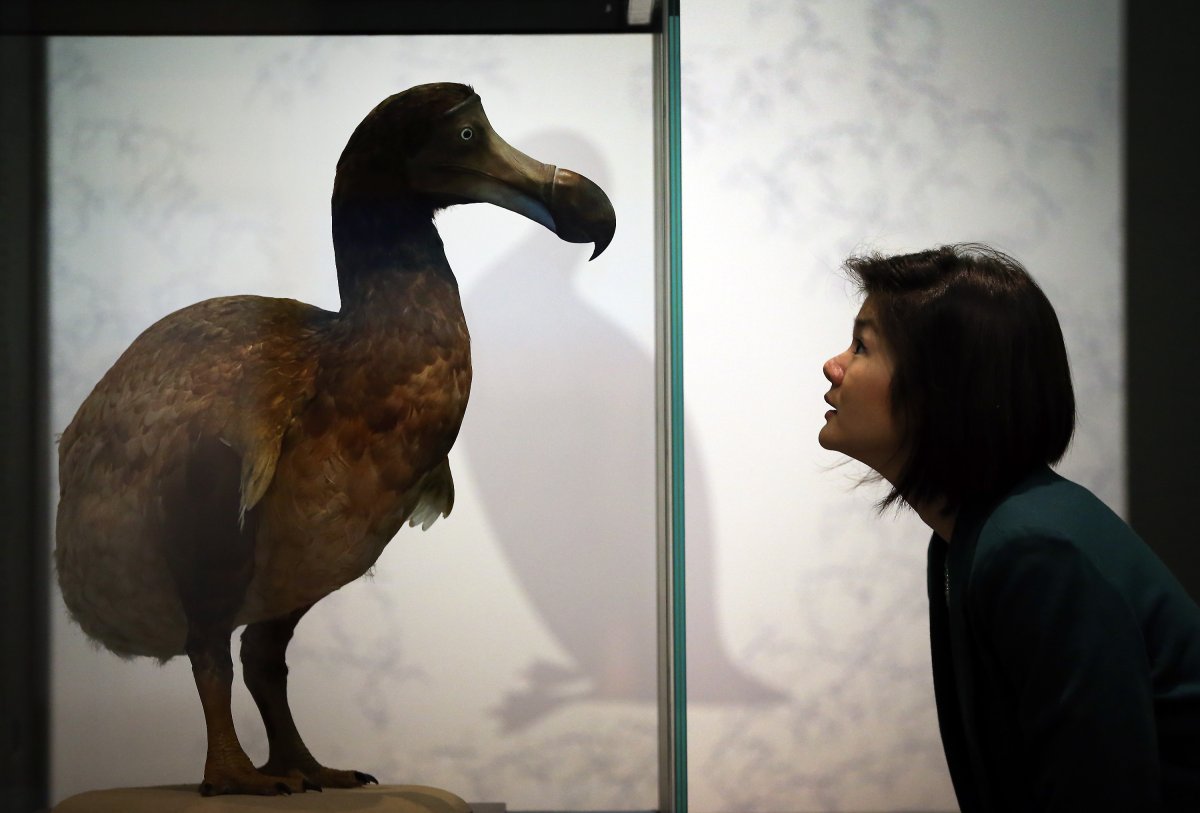 dodo in museum