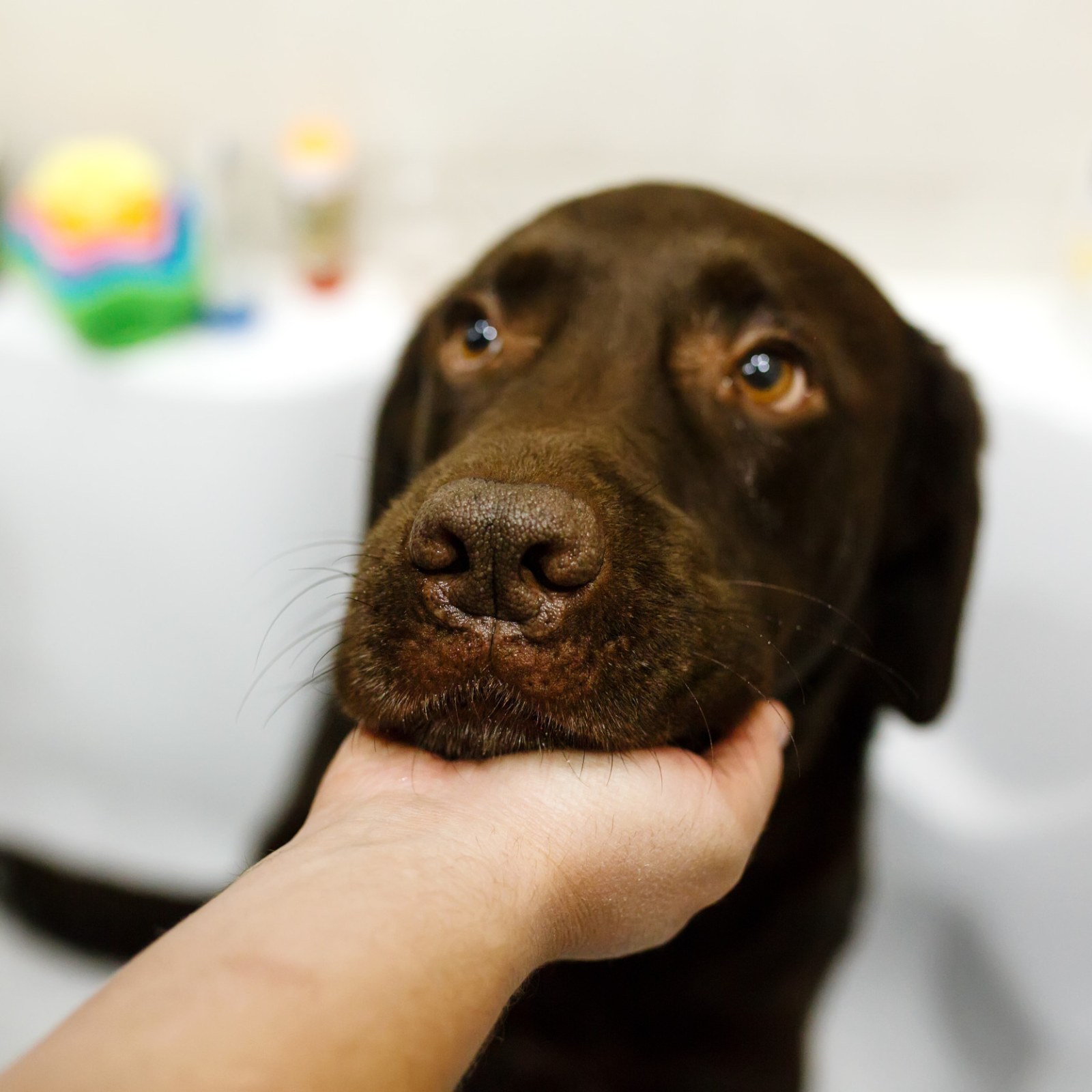 Chocolate Lab Joint Problems at Sally Patrick blog