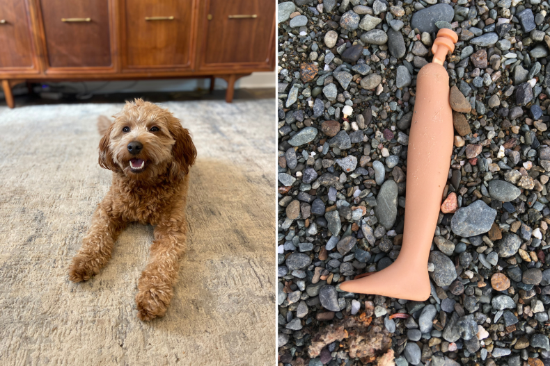 Dog chews doll