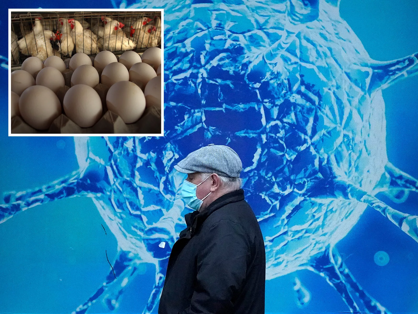 Yolk Defense Against COVID? Chicken Egg Shortage Fuels Conspiracy Theories - Vimarsana News