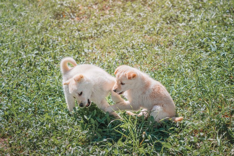 Puppy
