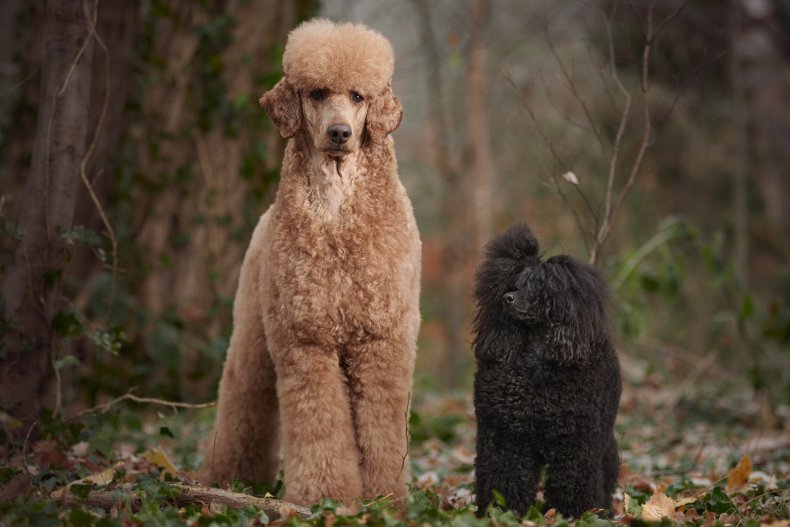 Two poodles 
