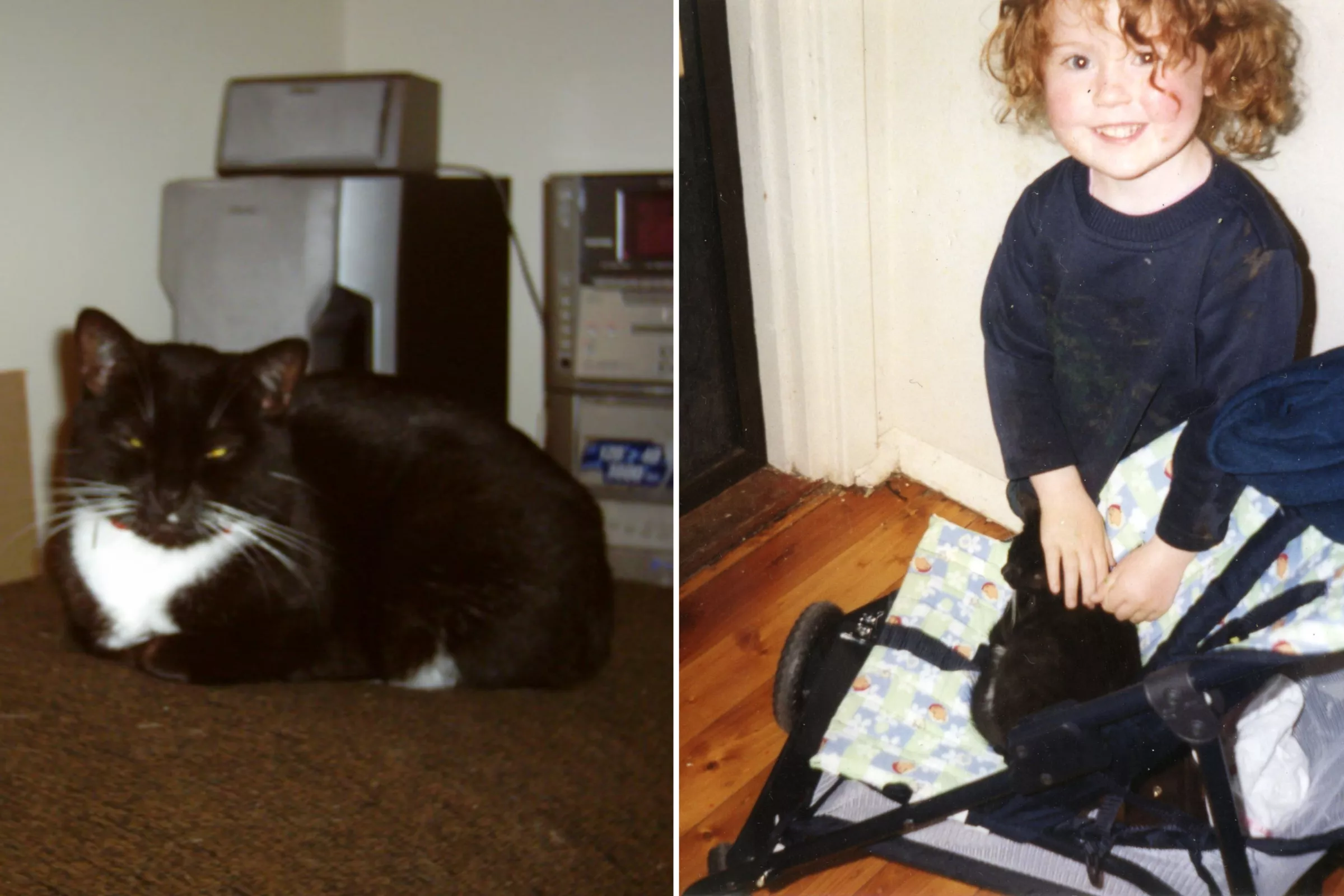 Owner Shares Amazing Story of 23-Year-Old Cat: 'Fighter' - Vimarsana News