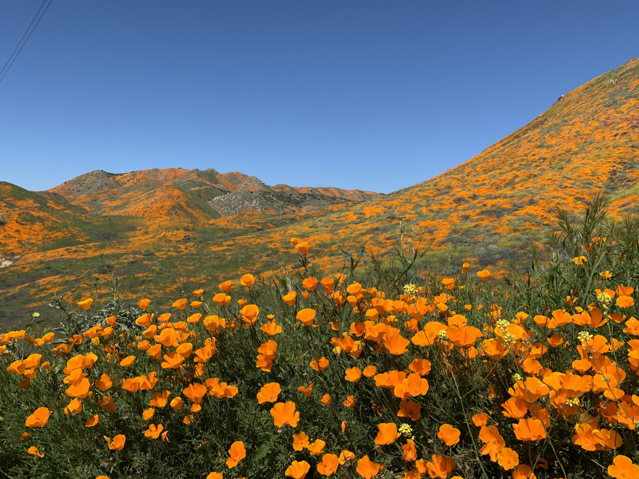 California is awash in color as a 'super bloom' sets in