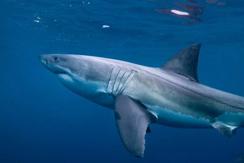 great white shark ironbound