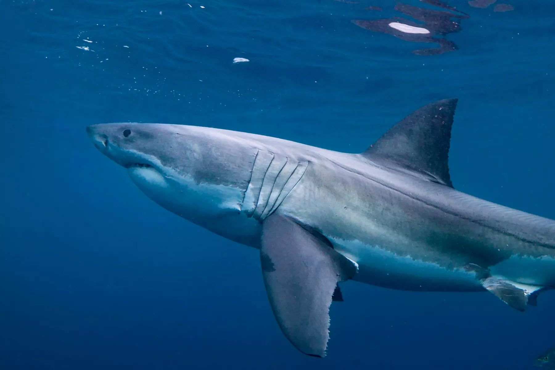 Great White Shark Ironbound Tracked Just Off Florida Coast - Vimarsana News