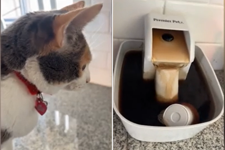 Cat Tries To Make Her Own Coffee