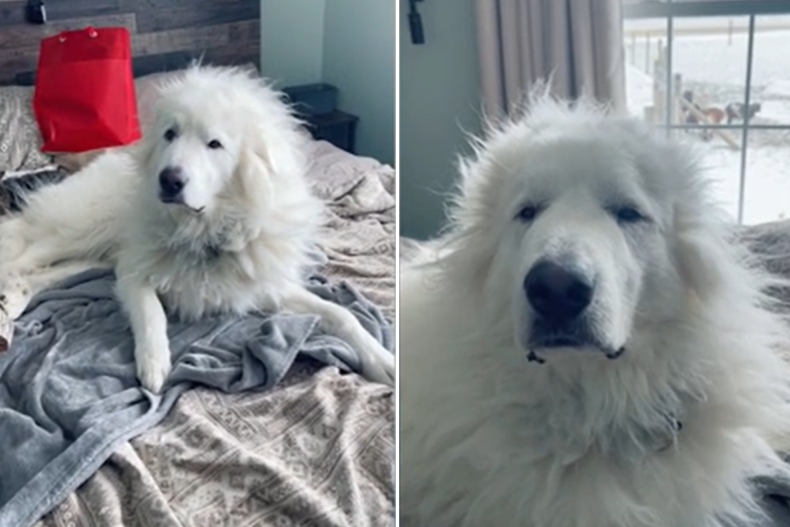 Great Pyrenees Has Hilarious Bed Hair