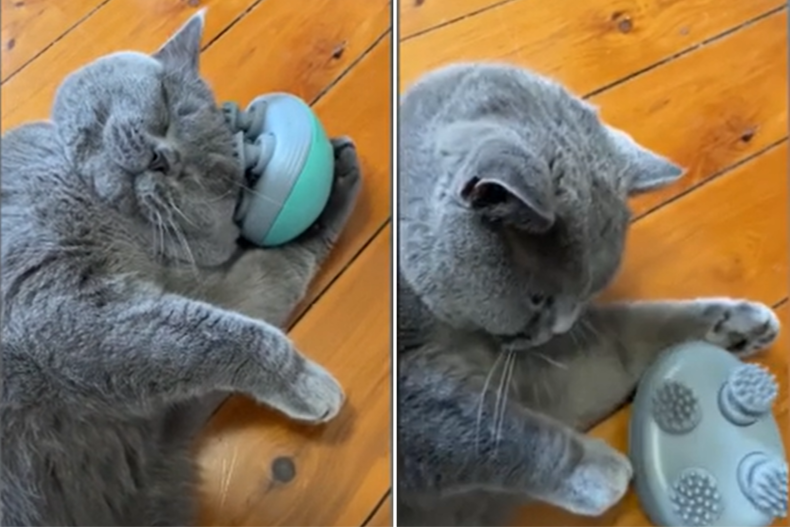 Hilarious Cat Gives Itself Massage