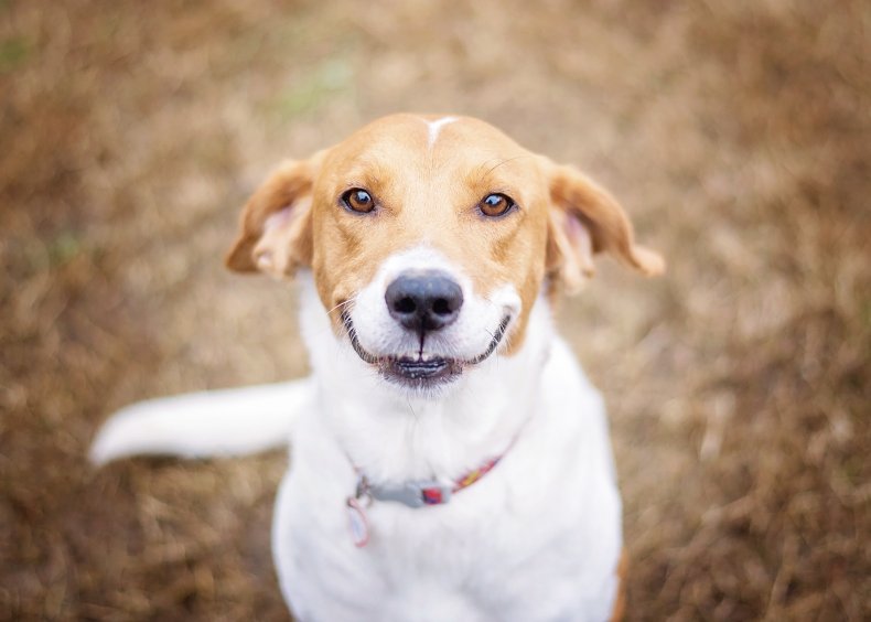 smiling dog melts hearts