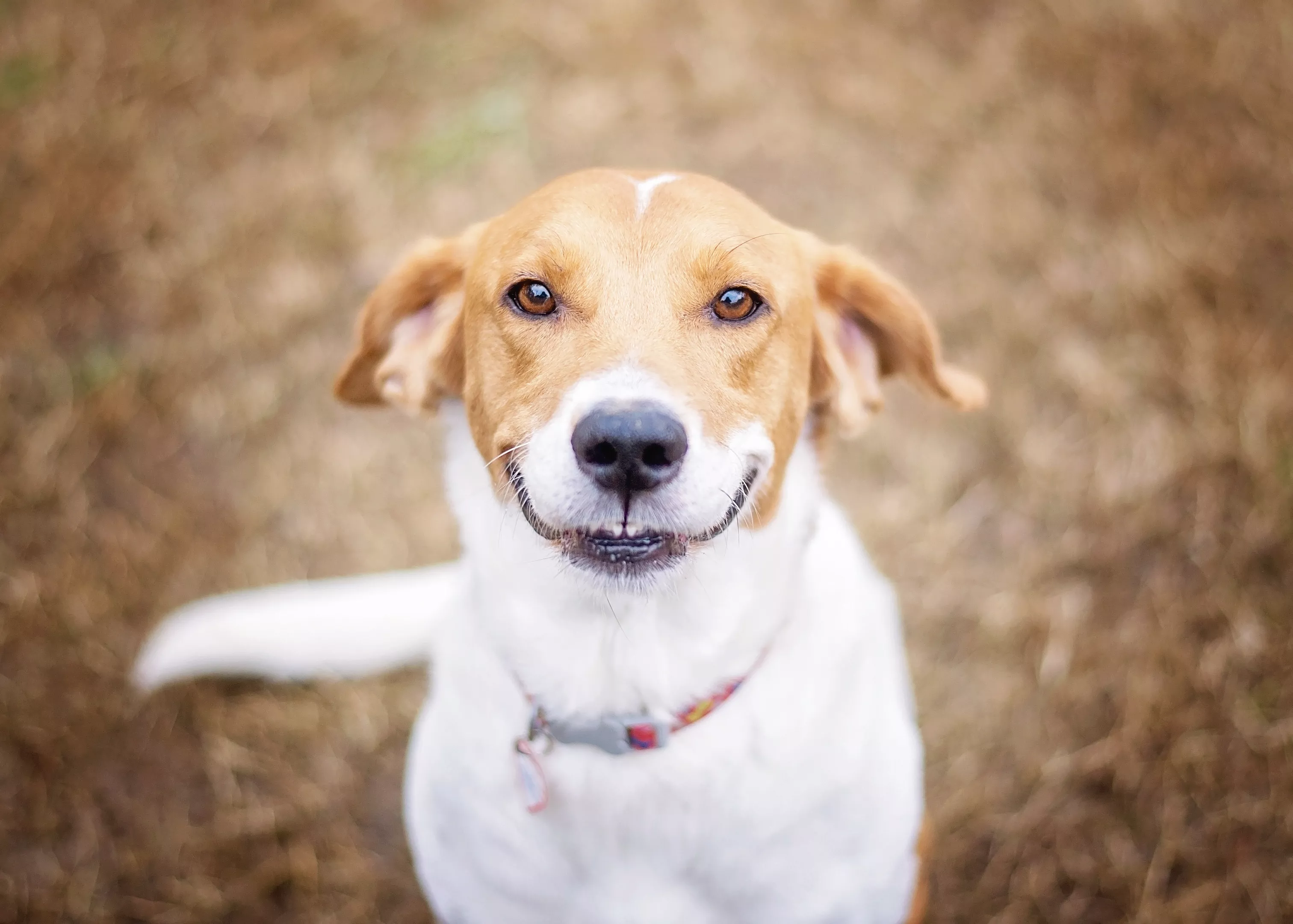 Rescue Dog's Way of Showing Woman She Missed Her Melts Hearts: 'The Smiles' - Vimarsana News