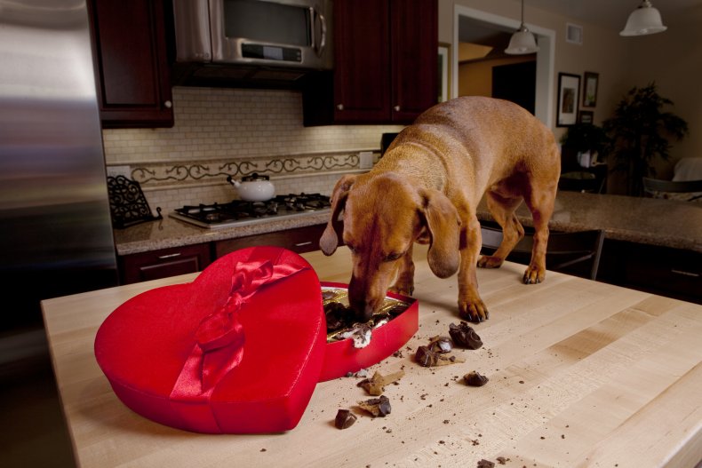 Dachshund eating chocolate out of heart-shaped box
