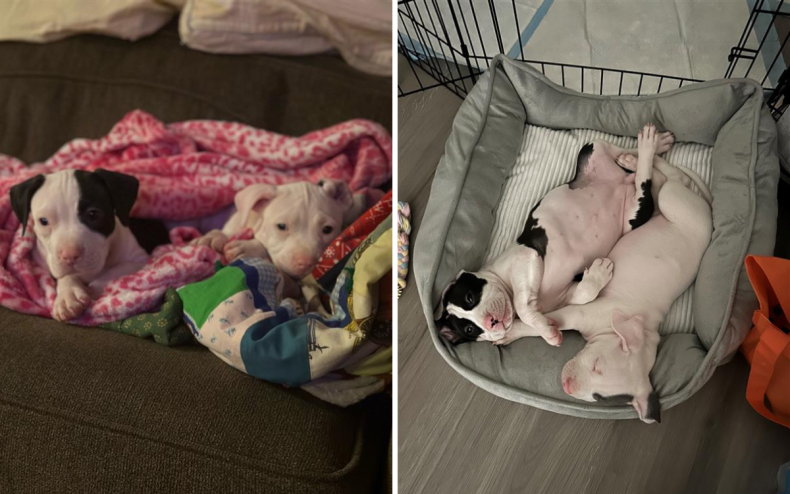 Taylor Swift's puppies resting and relaxing.