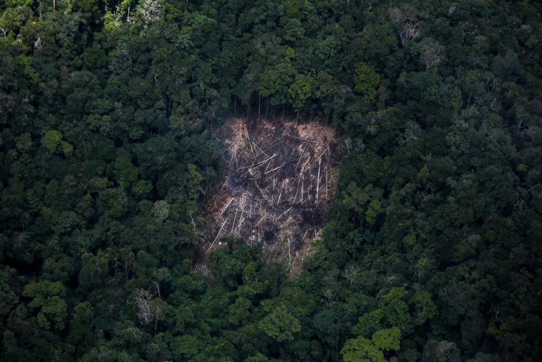 Deforested area of the Amazon