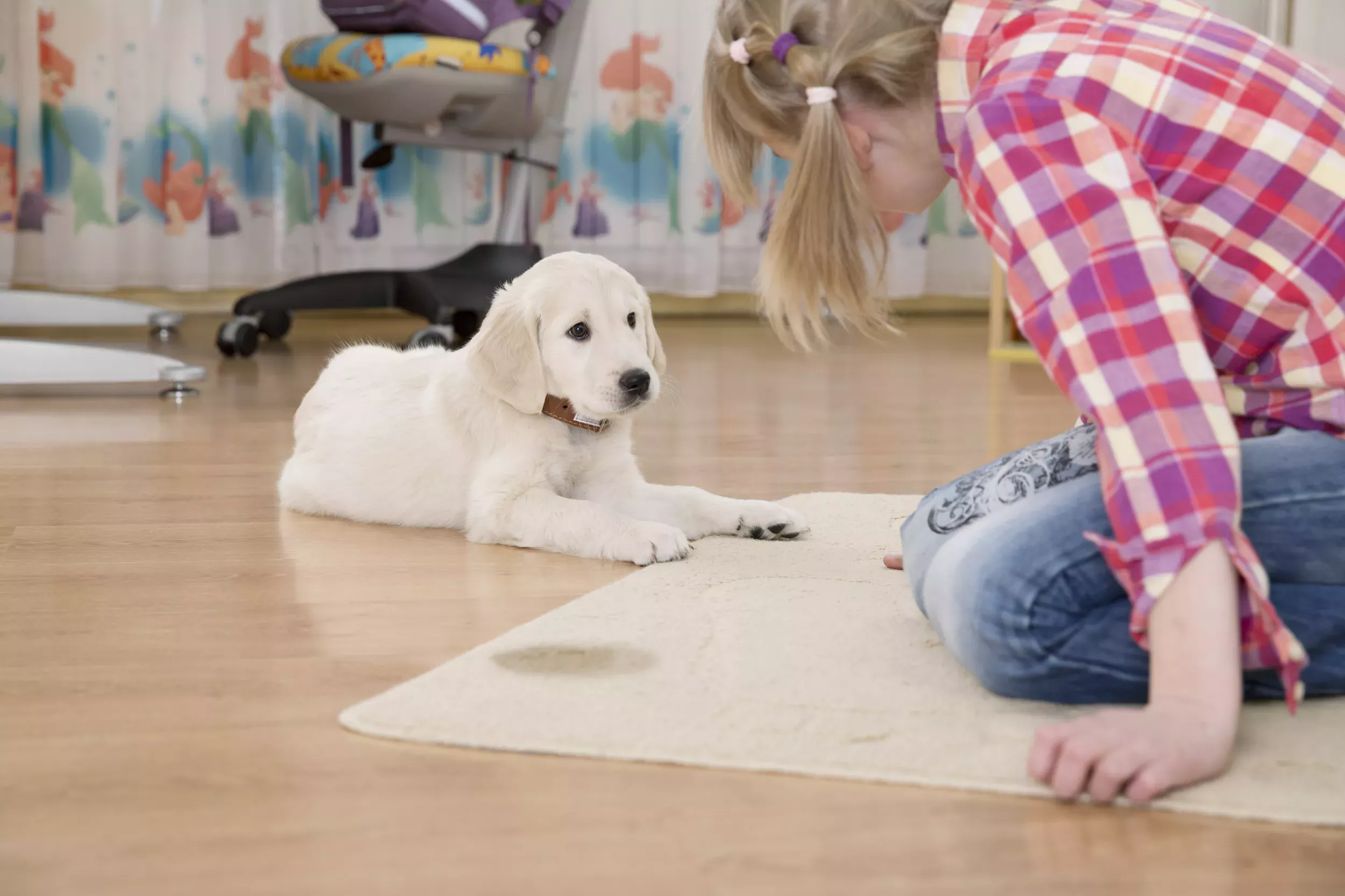 Dog Quickly Shows Owner The Effectiveness of Months of Toilet Training - Vimarsana News