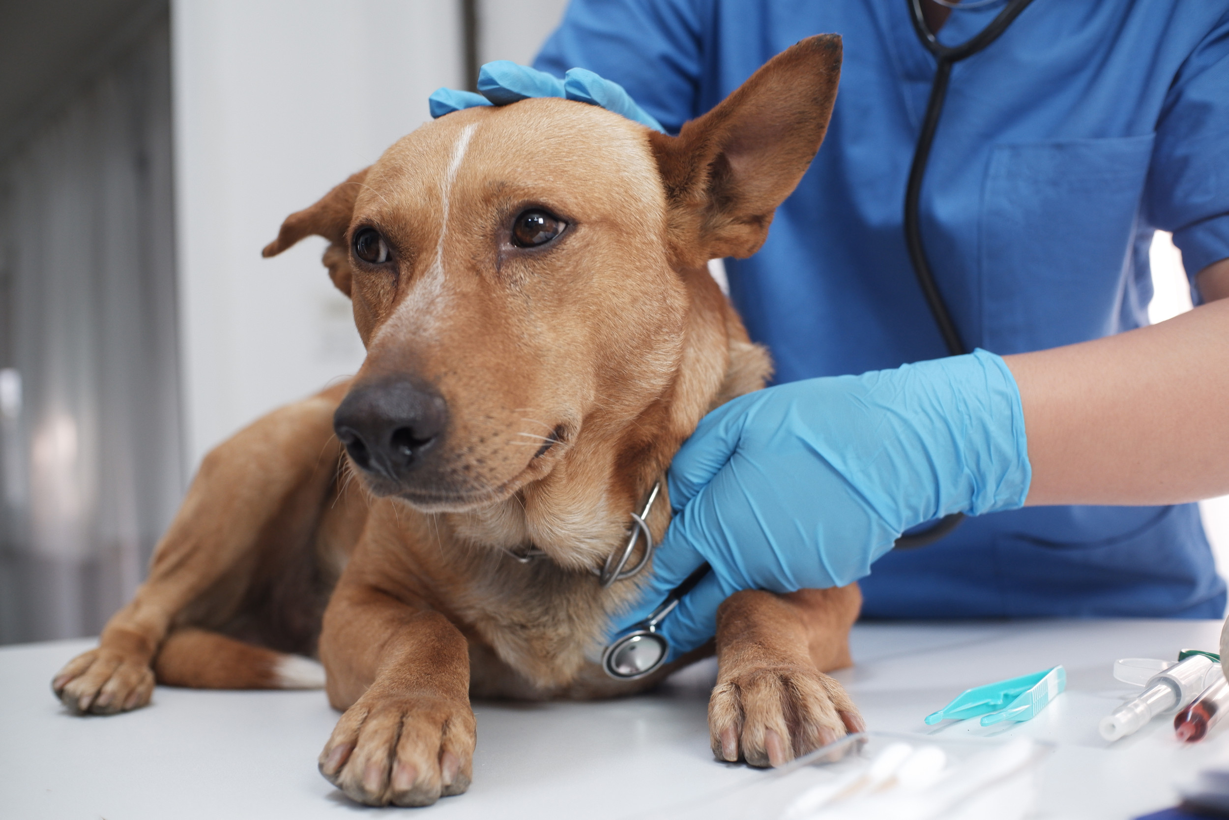 Dog store in vet