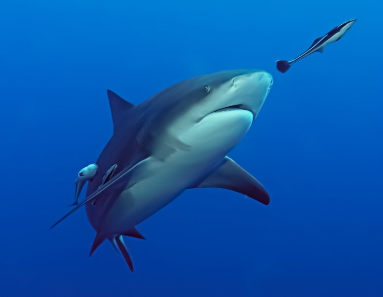 Bull shark swimming after fish
