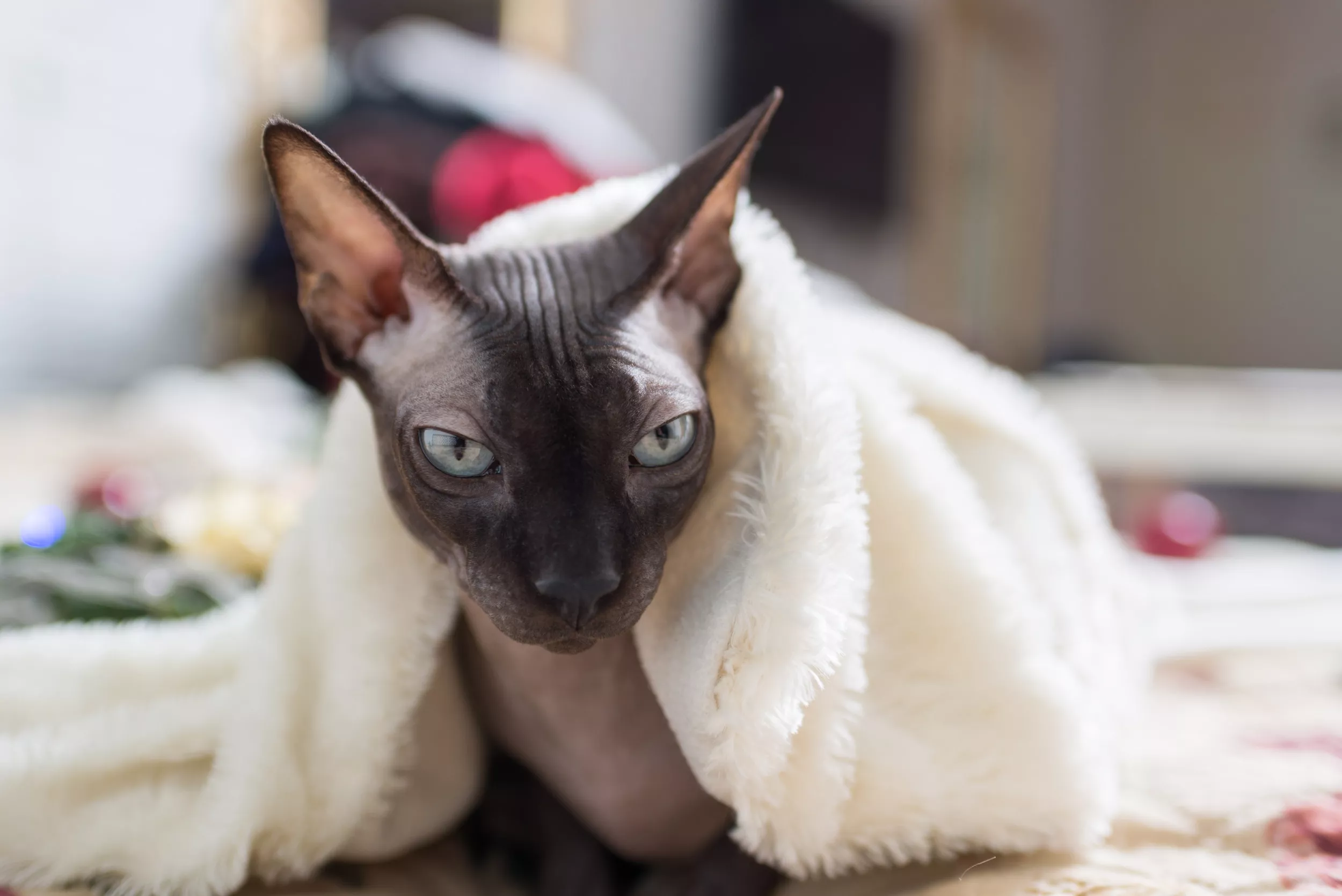 Cat's Hilarious Sleeping Position at Home Delights Viewers: 'His Toes' - Vimarsana News