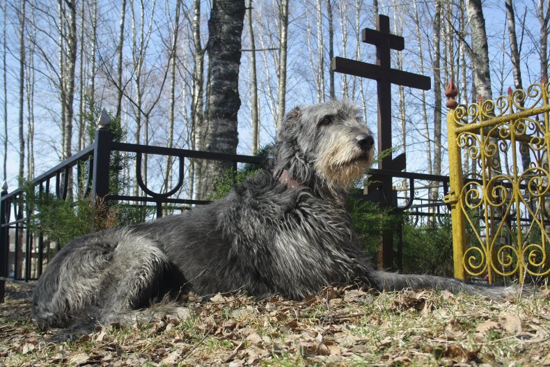 Dog in graveyard 