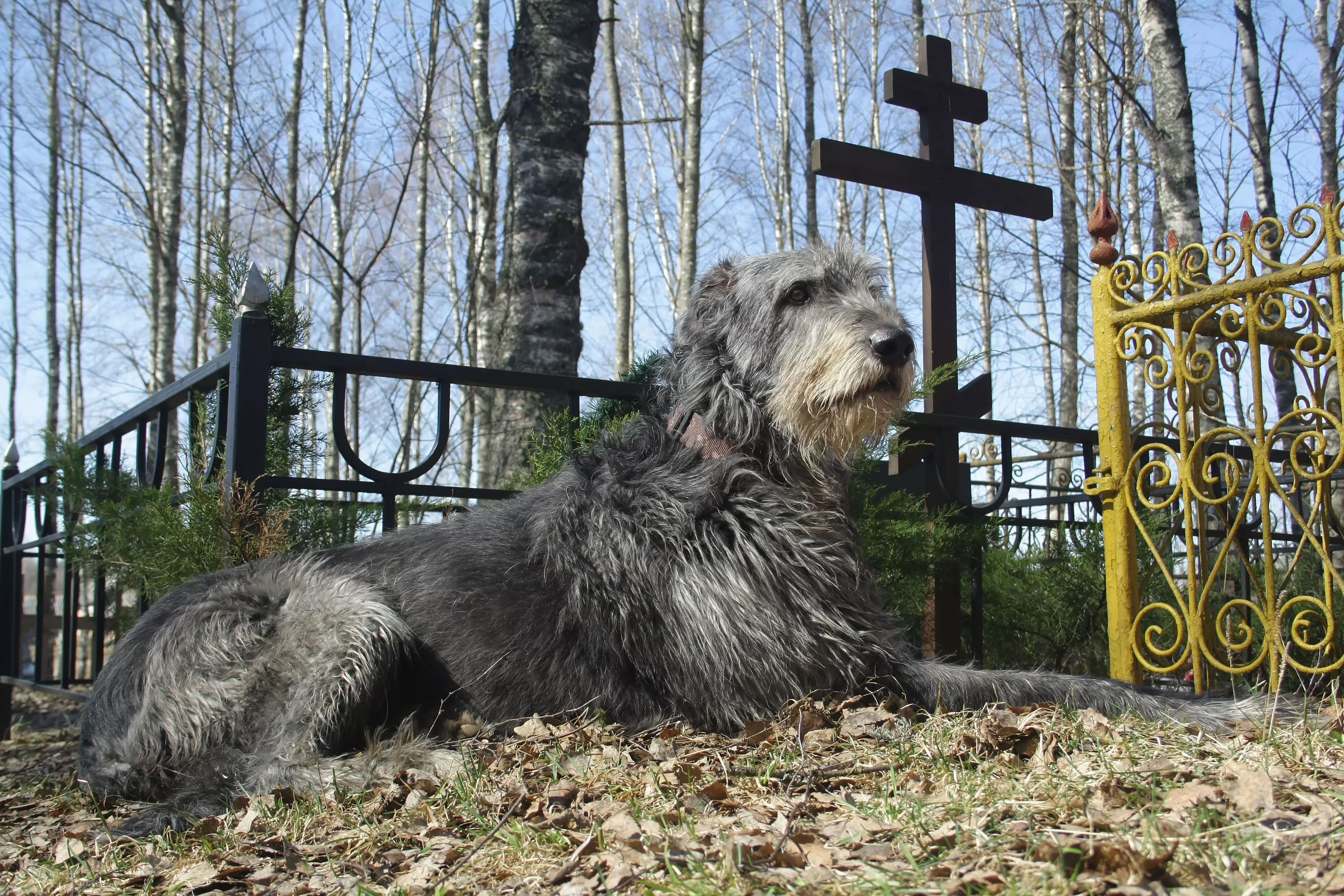 Dog Runs Straight to Grandmother's Grave on First Visit to Cemetery - Vimarsana News