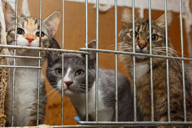Cats in a shelter cage