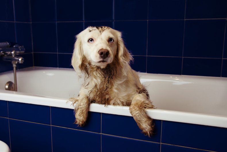 dog in bath