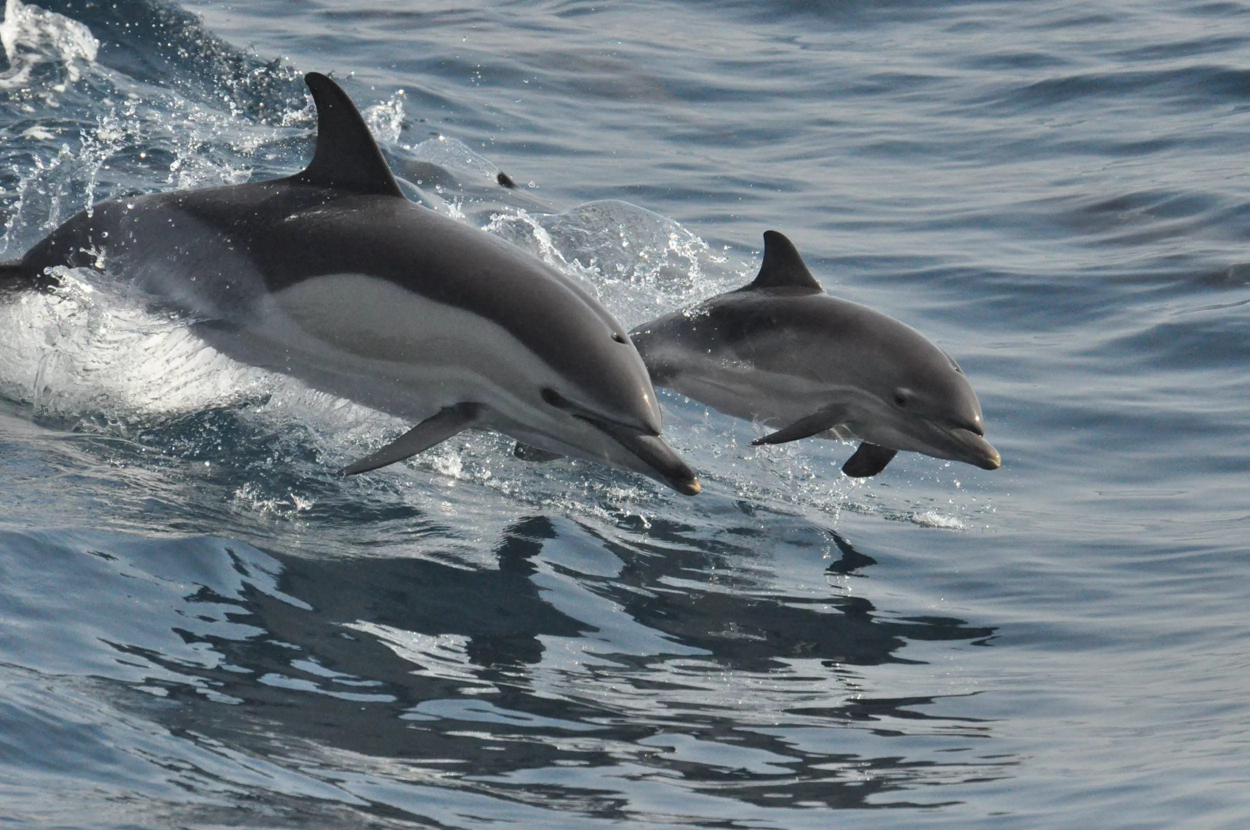 Huge Pod of Dolphins Surrounds Kayakers: 'Pretty Crazy' - Vimarsana News