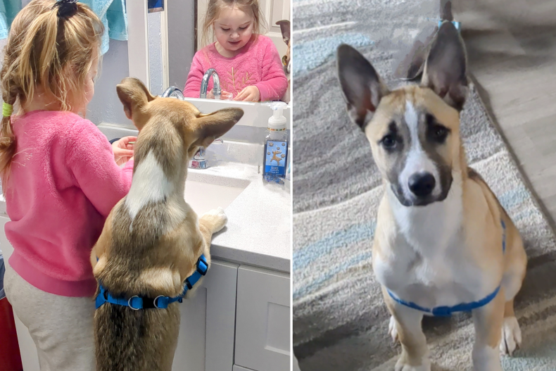 Happy was adopted at a McDonald's