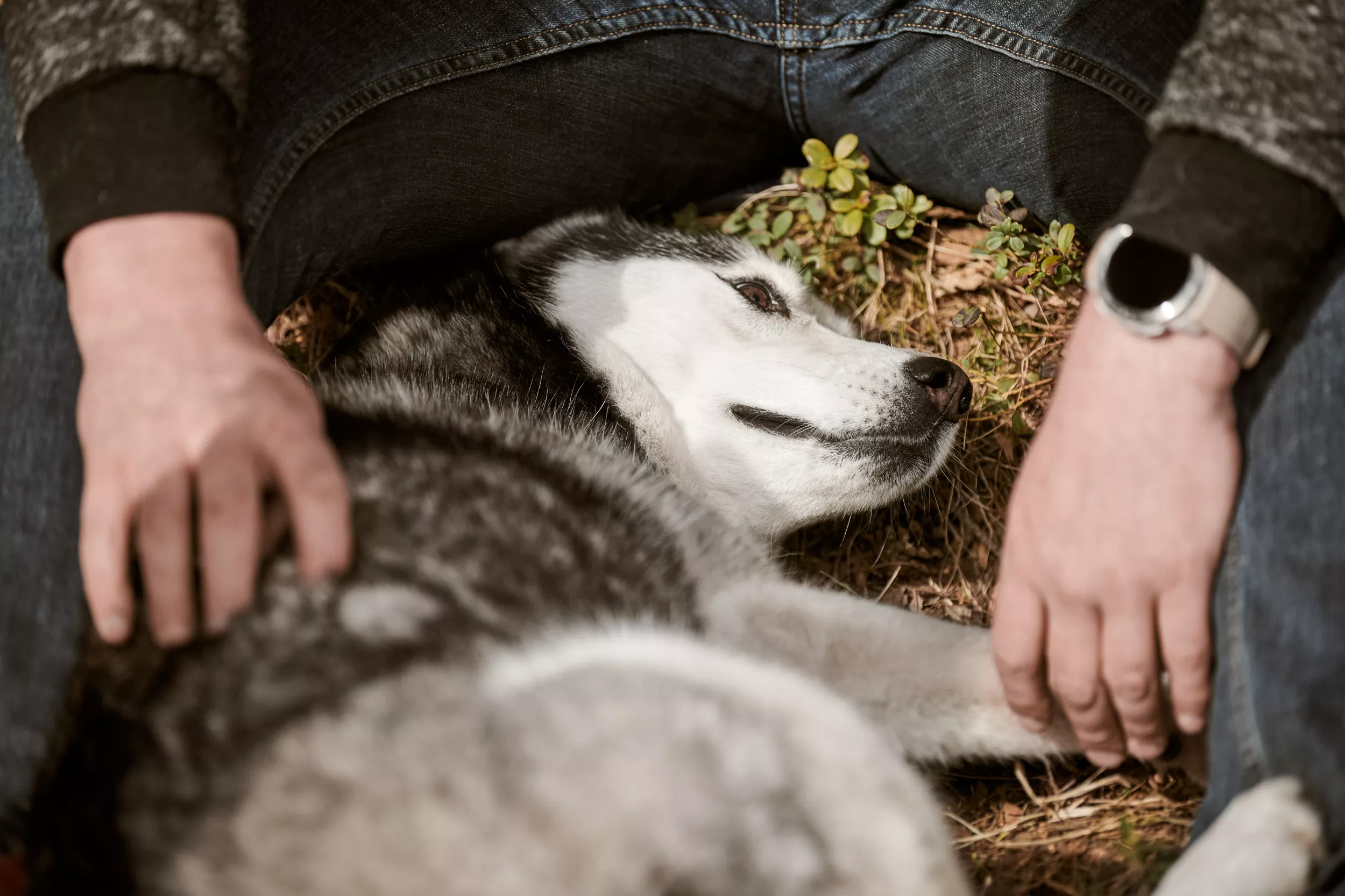 Husky Mourning the Loss of His Sibling Breaks Hearts: 'I'm Sorry Buddy' - Vimarsana News