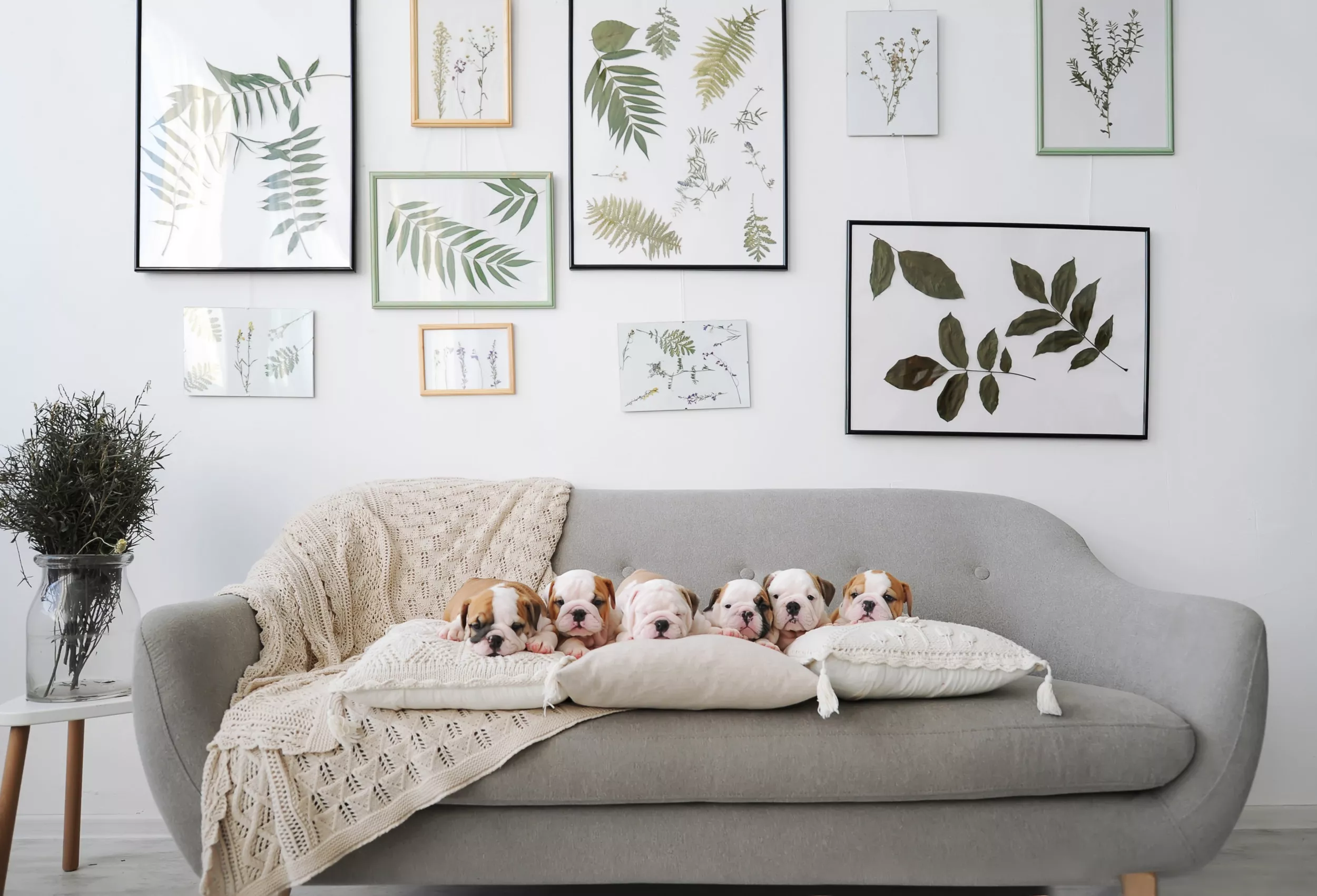 Foster Puppies Creating a 'Cuddle Puddle' on the Couch Melts Hearts - Vimarsana News