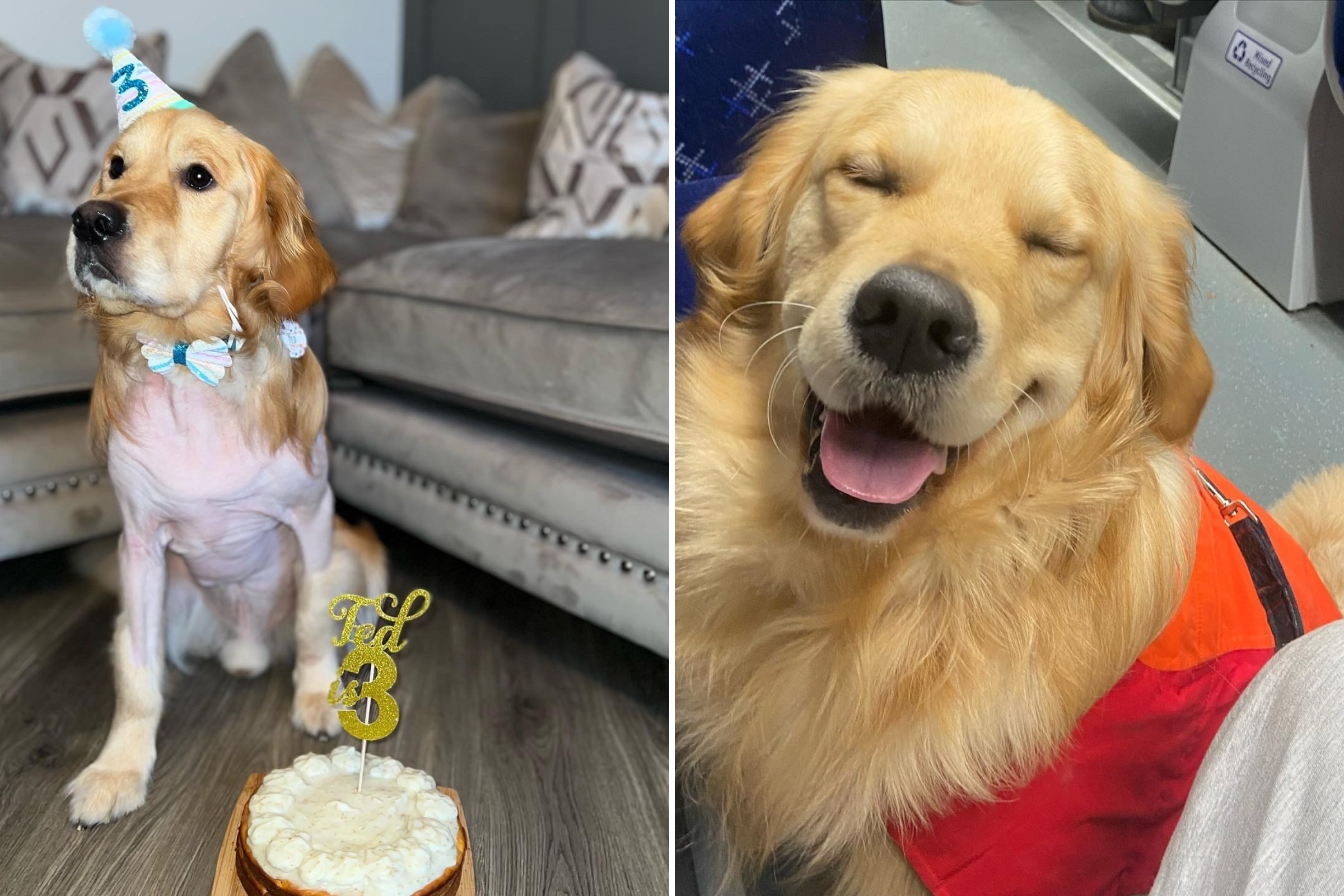 Tears As Terminally Ill Golden Retriever Fulfils His Dream Bucket List ...