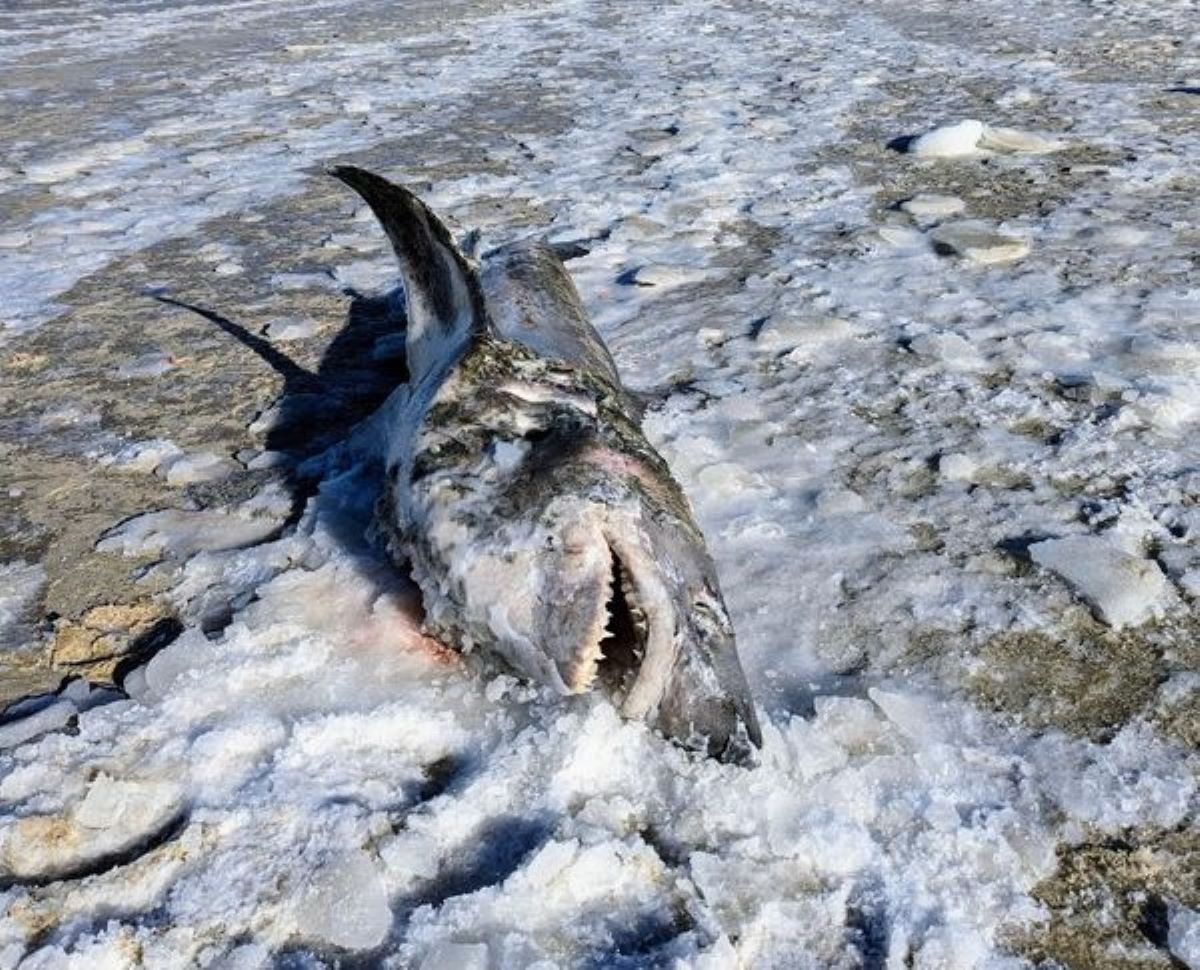Mystery of Giant Frozen Shark on Cape Cod Beach Baffles Experts