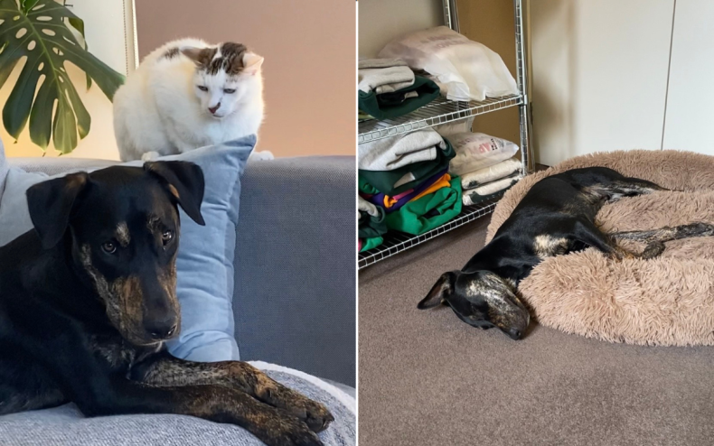 Leroy at home with Frankie the cat.