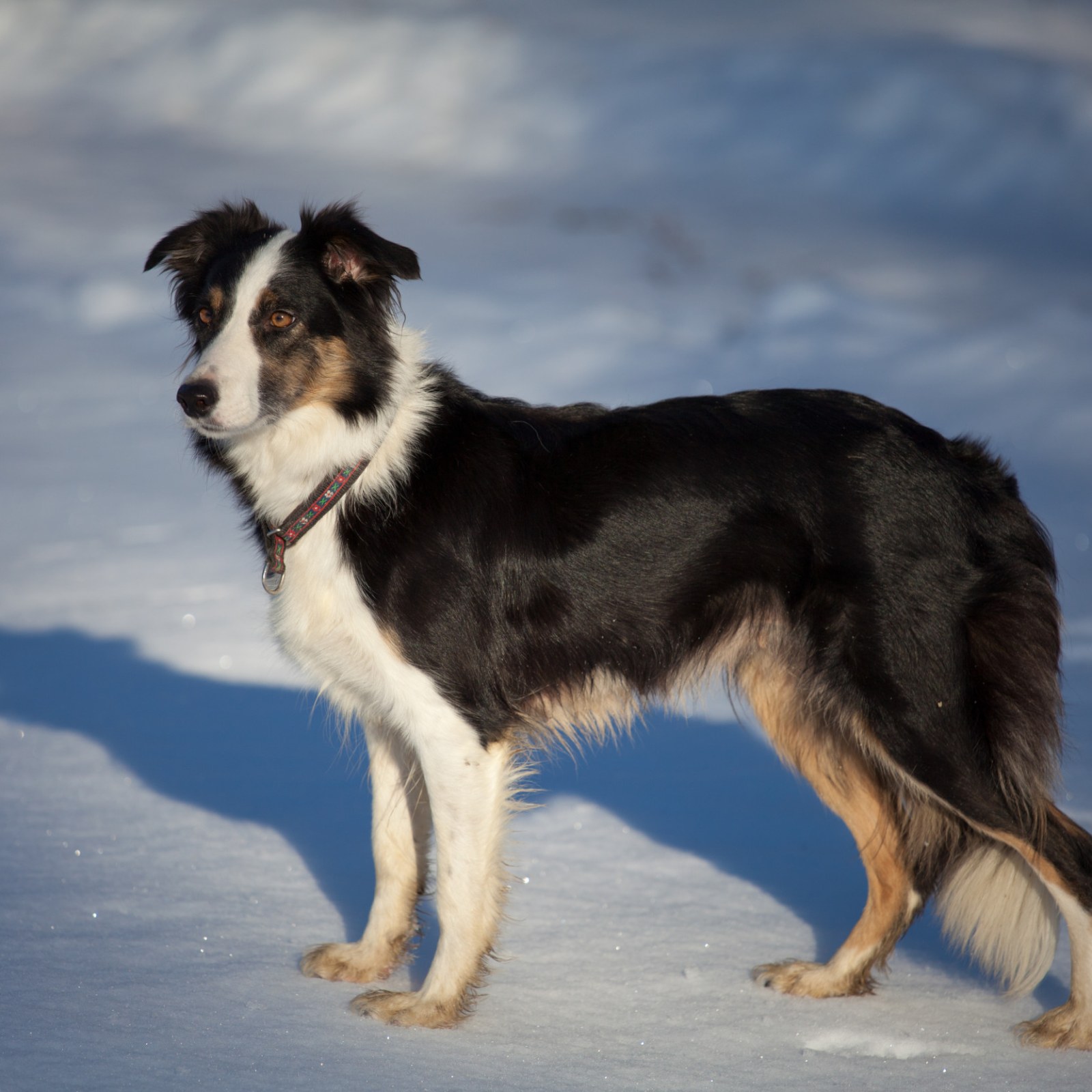 Border Collie Copies Owner and Tries To Break Ice on Lake in Adorable Clip