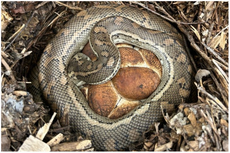 Photo of the python and its eggs