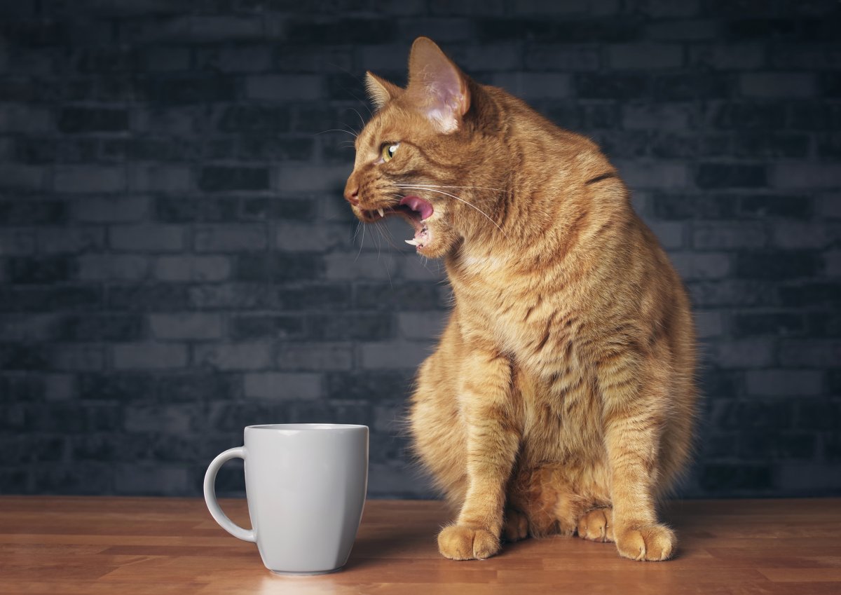 Cat's Bizarre Meow Compared to 'Velociraptor' in Hilarious Clip